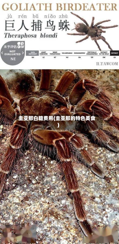 圭亚那白糖费用(圭亚那的特色美食)