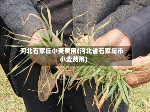 河北石家庄小麦费用(河北省石家庄市小麦费用)-第2张图片