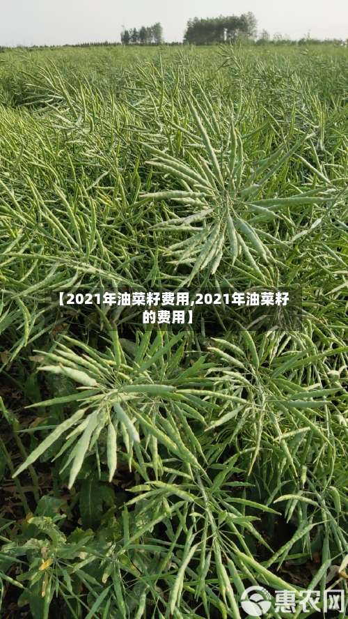 【2021年油菜籽费用,2021年油菜籽的费用】