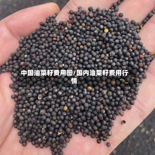 中国油菜籽费用图/国内油菜籽费用行情