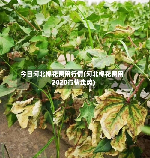 今日河北棉花费用行情(河北棉花费用2020行情走势)